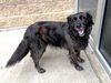 adoptable Dog in aurora, IL named GYPSY