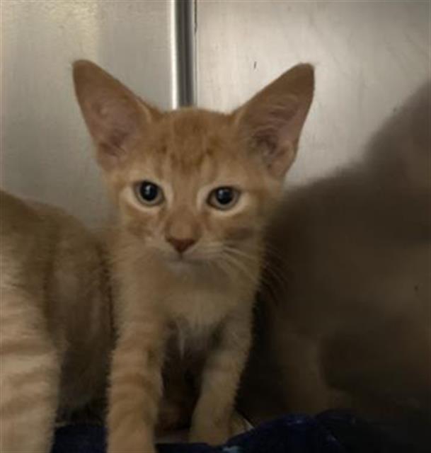 adoptable Cat in Aurora, IL named *ETHAN