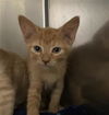adoptable Cat in aurora, IL named *ETHAN