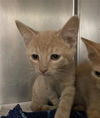 adoptable Cat in aurora, IL named *EVAN