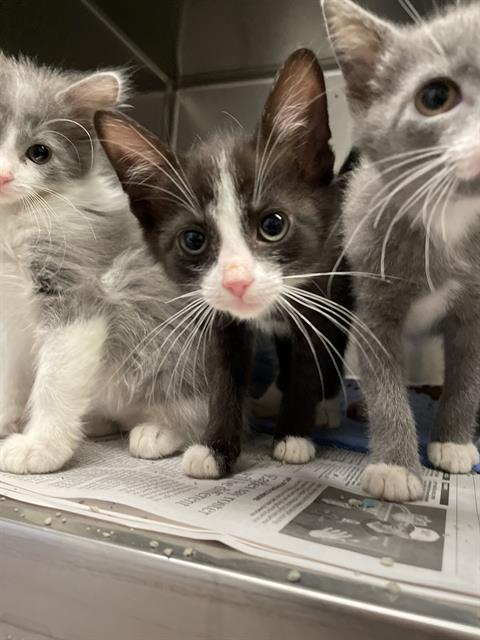 adoptable Cat in Aurora, IL named GARBO