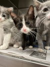 adoptable Cat in , IL named GARBO