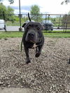 adoptable Dog in aurora, IL named *WHISTLE