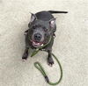adoptable Dog in aurora, IL named *WHISTLE