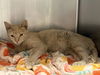 adoptable Cat in aurora, IL named *HIGHNESS