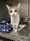 adoptable Cat in , IL named BETHANY