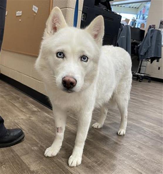 adoptable Dog in Aurora, IL named *PERCUSSION