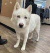 adoptable Dog in  named *PERCUSSION