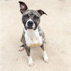 adoptable Dog in aurora, IL named *CHIMES
