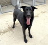 adoptable Dog in aurora, IL named *BILL