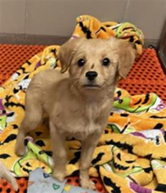 adoptable Dog in Aurora, IL named *FIDGET