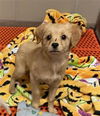 adoptable Dog in  named *FIDGET