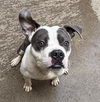 adoptable Dog in  named *MUSICAL
