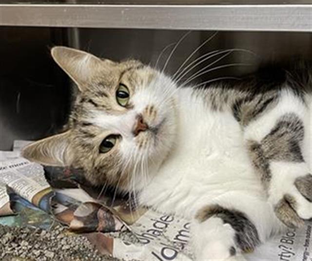 adoptable Cat in Aurora, IL named CARNATION