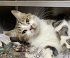 adoptable Cat in , IL named CARNATION