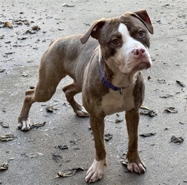 Pit Bull