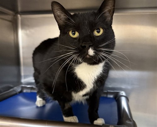 MOUSE, an adoptable Domestic Short Hair in Aurora, IL