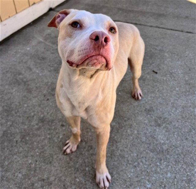 CHICO