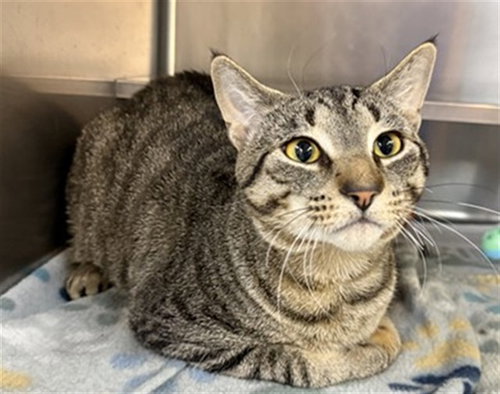 BABY ONE, an adoptable Domestic Short Hair in Aurora, IL