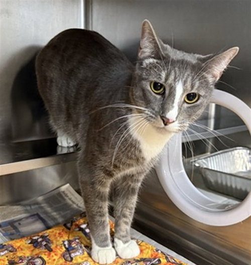 *WEEVIL, an adoptable Domestic Short Hair in Aurora, IL