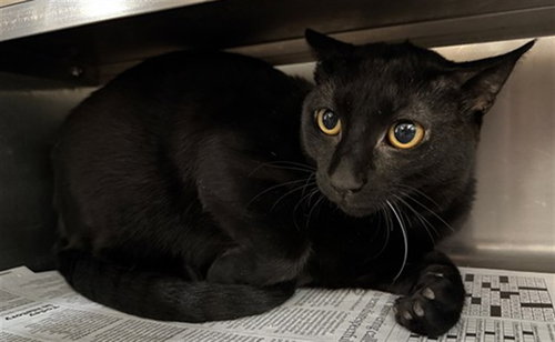*GEM, Young Domestic Short Hair (medium coat), cat for adoption in Orland Park, Illinois
