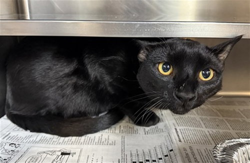*JAZZ, Young Domestic Short Hair (medium coat), cat for adoption in Orland Park, Illinois