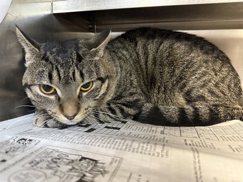*GLITTER, Young Domestic Short Hair (medium coat), cat for adoption in Orland Park, Illinois