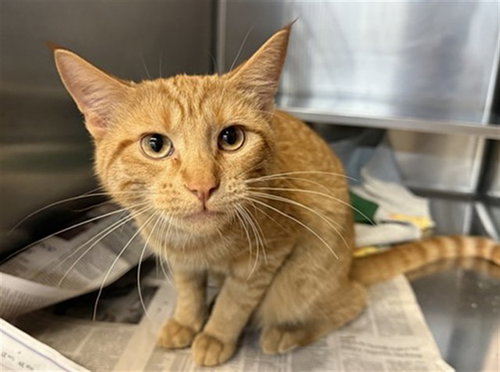 *SYLVIE, Young Domestic Short Hair (medium coat), cat for adoption in Orland Park, Illinois