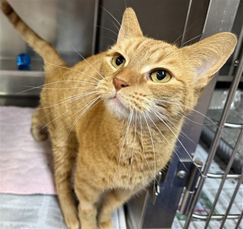 *WINSLOW, Adult Domestic Short Hair (medium coat), cat for adoption in Orland Park, Illinois