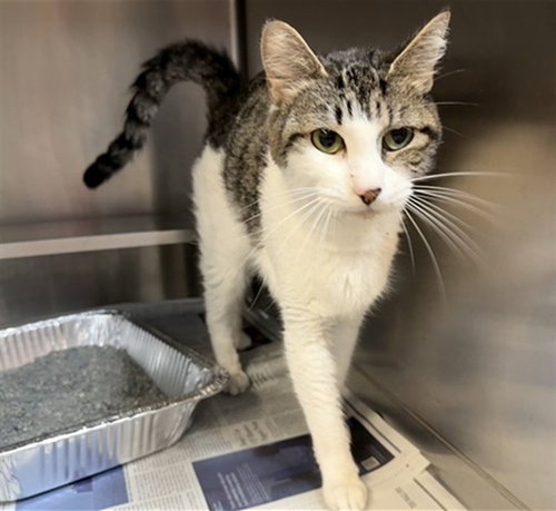 *ZENITH, Young Domestic Short Hair (medium coat), cat for adoption in Orland Park, Illinois