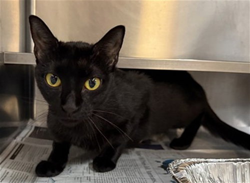 *FAME, Young Domestic Short Hair (medium coat), cat for adoption in Orland Park, Illinois