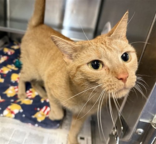 GOLDIE, Adult Domestic Short Hair (medium coat), cat for adoption in Orland Park, Illinois