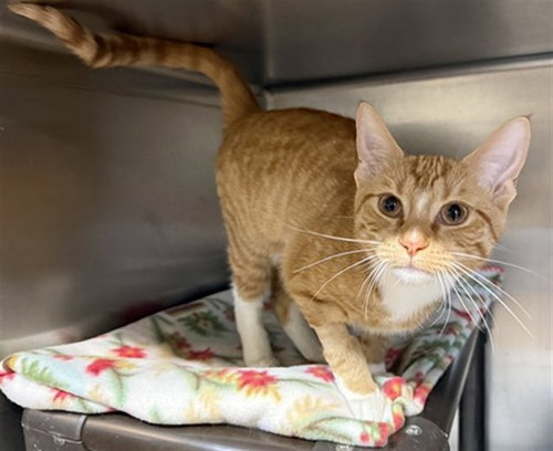 *RADDIANT, Baby Domestic Short Hair (medium coat), cat for adoption in Orland Park, Illinois