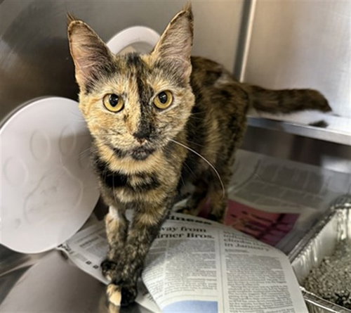 *ZEVRAN, Adult Domestic Short Hair (medium coat), cat for adoption in Orland Park, Illinois