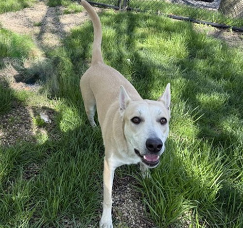 UMBRIDGE, an adoptable German Shepherd Dog in Aurora, IL