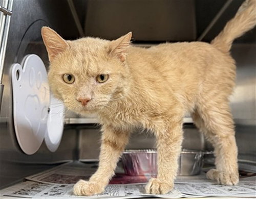 *MARS, Senior Domestic Medium Hair (medium coat), cat for adoption in Chicago, Illinois