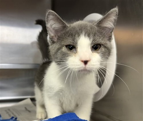 *STITCH, Baby Domestic Short Hair (medium coat), cat for adoption in Chicago, Illinois