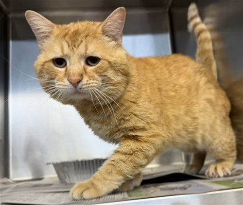 *JORIN, Adult Domestic Short Hair (medium coat), cat for adoption in Chicago, Illinois