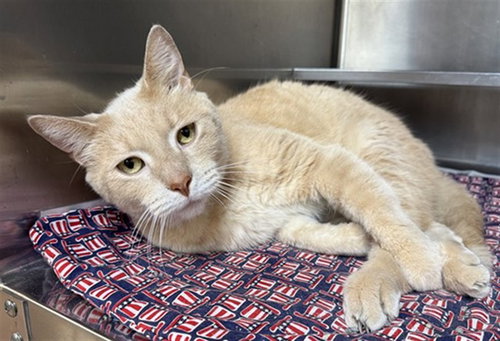 *GINNY, Adult Domestic Short Hair (medium coat), cat for adoption in Chicago, Illinois