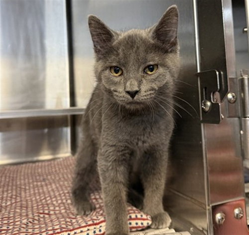 *MILO, Baby Domestic Short Hair (medium coat), cat for adoption in Chicago, Illinois
