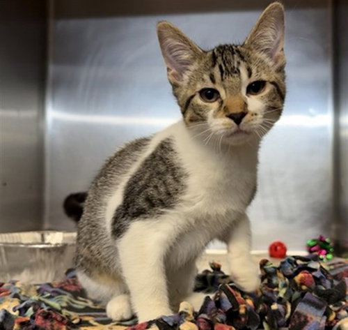 *LALO, Baby Domestic Short Hair (medium coat), cat for adoption in Chicago, Illinois