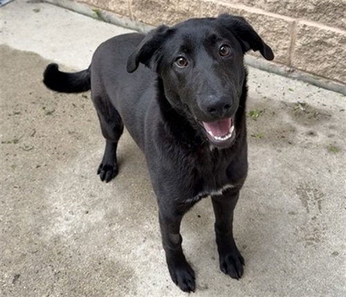 *SARA, an adoptable German Shepherd Dog in Aurora, IL