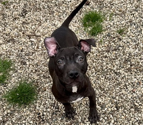 *JUNE BUG, an adoptable American Pit Bull Terrier in Aurora, IL