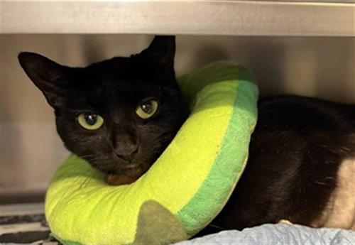 *RENI, an adoptable Domestic Short Hair in Aurora, IL
