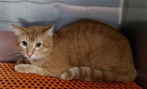 *SUN, an adoptable Domestic Short Hair in Aurora, IL