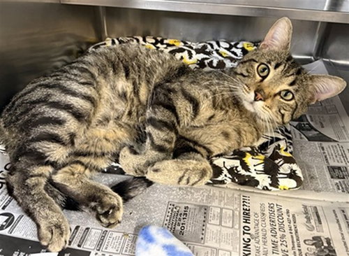 *BURGUNDY, an adoptable Domestic Short Hair in Aurora, IL