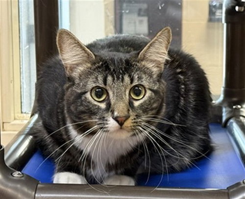 *JUPITER, an adoptable Domestic Medium Hair in Aurora, IL