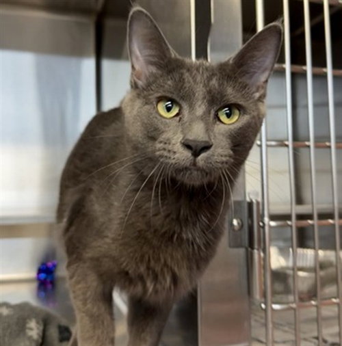 *JONAMAC, an adoptable Domestic Medium Hair in Aurora, IL