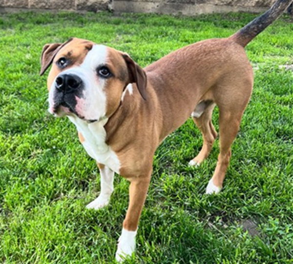 DIESEL