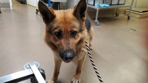 *FIRN, an adoptable German Shepherd Dog in Aurora, IL